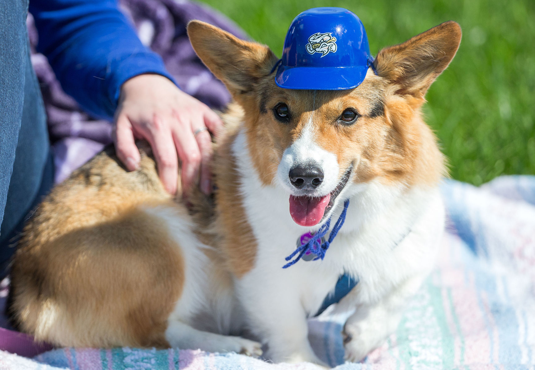 Bark in the Park